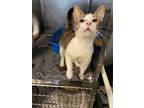 Timber Domestic Shorthair Adult Male