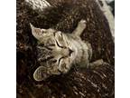 Oatmeal Domestic Shorthair Kitten Female