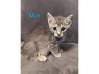 Moe Domestic Shorthair Kitten Female