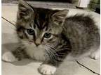 Jenny Domestic Mediumhair Kitten Female