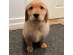 Golden Retriever Puppy for sale in Becker, MN, USA