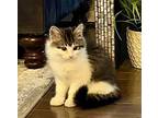 Oreo Domestic Longhair Kitten Male