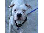 Cream American Pit Bull Terrier Young Male