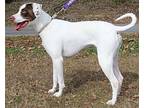 Sissy 36348 Pointer Adult Female