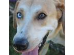 Adopt Flip Flop a Catahoula Leopard Dog, Labrador Retriever