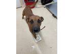 Adopt Brooklyn a Black Mouth Cur, Mixed Breed