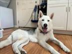 Adopt TINA* a Siberian Husky, Mixed Breed