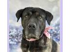 Adopt LUNA a Rottweiler, Mixed Breed