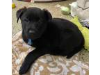 Adopt Bucoda / Apple a Labrador Retriever