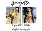 Adopt Bridgette a Mixed Breed