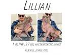 Adopt Lillian (Pretty Girl) a Pit Bull Terrier