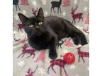 Adopt Fidget a Domestic Short Hair