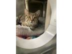 Adopt Karen a Domestic Short Hair