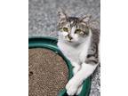 Adopt Mistletoe a Domestic Short Hair