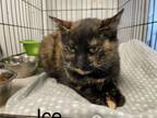 Adopt Ice a Domestic Short Hair