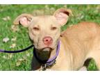 Adopt BRANDIE a Mixed Breed