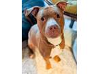 Adopt Story a Pit Bull Terrier, Mixed Breed