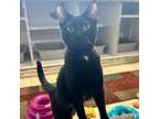 Adopt Angelica PL a Domestic Short Hair
