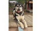 Adopt Jasmine 23 a Labrador Retriever, Husky