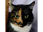 Adopt Misty (and Bootsie) a Domestic Short Hair
