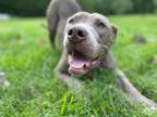 Adopt Klaus a Gray/Blue/Silver/Salt & Pepper American Staffordshire Terrier /