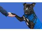 Adopt Duke a Black American Pit Bull Terrier / Labrador Retriever / Mixed dog in
