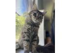 Adopt Fiona a Domestic Medium Hair