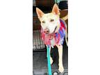 Adopt Haley a White - with Tan, Yellow or Fawn Shepherd (Unknown Type) / Husky /