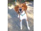 Adopt Grumpy a Tricolor (Tan/Brown & Black & White) Hound (Unknown Type) / Mixed