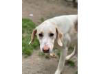 Adopt Sneezy a White - with Tan, Yellow or Fawn Hound (Unknown Type) / Mixed dog