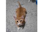 Adopt Cheesy Fiesta Potatoes a Domestic Shorthair / Mixed (short coat) cat in