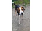 Adopt Sleepy a Tricolor (Tan/Brown & Black & White) Hound (Unknown Type) / Mixed