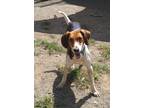 Adopt Happy a Tricolor (Tan/Brown & Black & White) Hound (Unknown Type) / Mixed