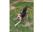 Adopt Doc a Tricolor (Tan/Brown & Black & White) Hound (Unknown Type) / Mixed