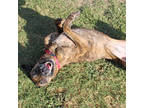 Adopt Kai a Brown/Chocolate Plott Hound / Mixed dog in San Marcos, TX (37898652)