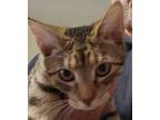 Adopt Casey a Domestic Short Hair