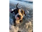 Adopt Birdie a Black - with White Pit Bull Terrier / Mixed Breed (Medium) /