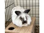 Adopt Babbitty rabbity Rabbit #132 a White Rex / Rex / Mixed rabbit in South
