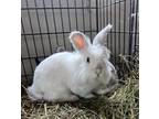 Adopt Crystal Rabbit #134 a White Rex / Rex / Mixed rabbit in South Abington