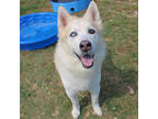 Adopt Niko a Tan/Yellow/Fawn Husky / Mixed dog in San Marcos, TX (37844479)