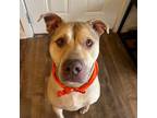 Adopt Creed a Tan/Yellow/Fawn American Pit Bull Terrier / Mixed dog in San