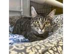 Adopt Medusa a Brown or Chocolate Domestic Shorthair / Mixed cat in Easton