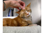 Adopt Mittens a Orange or Red Domestic Shorthair / Domestic Shorthair / Mixed