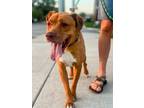Adopt Miguel a Tan/Yellow/Fawn Mixed Breed (Large) / Mixed dog in Cincinnati