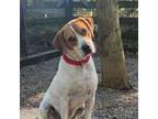 Adopt Mack a White - with Brown or Chocolate Hound (Unknown Type) / Mixed dog in