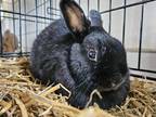 Adopt VELOUR Rabbit #135 a Black Rex / Rex / Mixed rabbit in South Abington