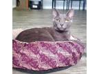 Adopt Suzy Q a Gray or Blue Russian Blue / Mixed cat in Washington