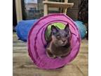 Adopt Bam Bam a Gray or Blue Russian Blue / Mixed cat in Washington