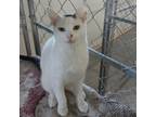 Adopt Dune (Sondras City Zoo) a White Domestic Shorthair / Mixed cat in East