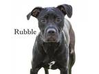 Adopt Rubble a Black Mixed Breed (Small) / Mixed dog in Cartersville